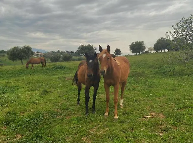 Agriturismo Le Arene Bauernhof Corropoli